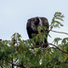 Horned Screamer by nicoleweg