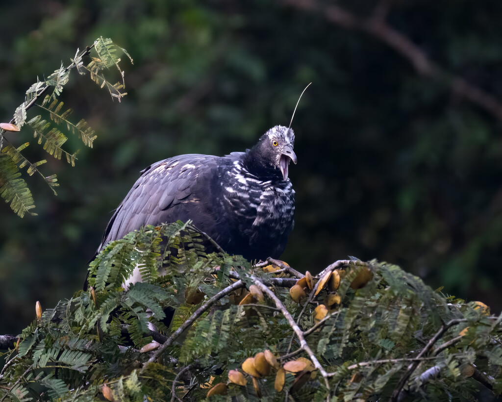 Horned Screamer by nicoleweg