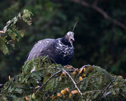 8th Aug 2024 - Horned Screamer