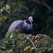 Horned Screamer