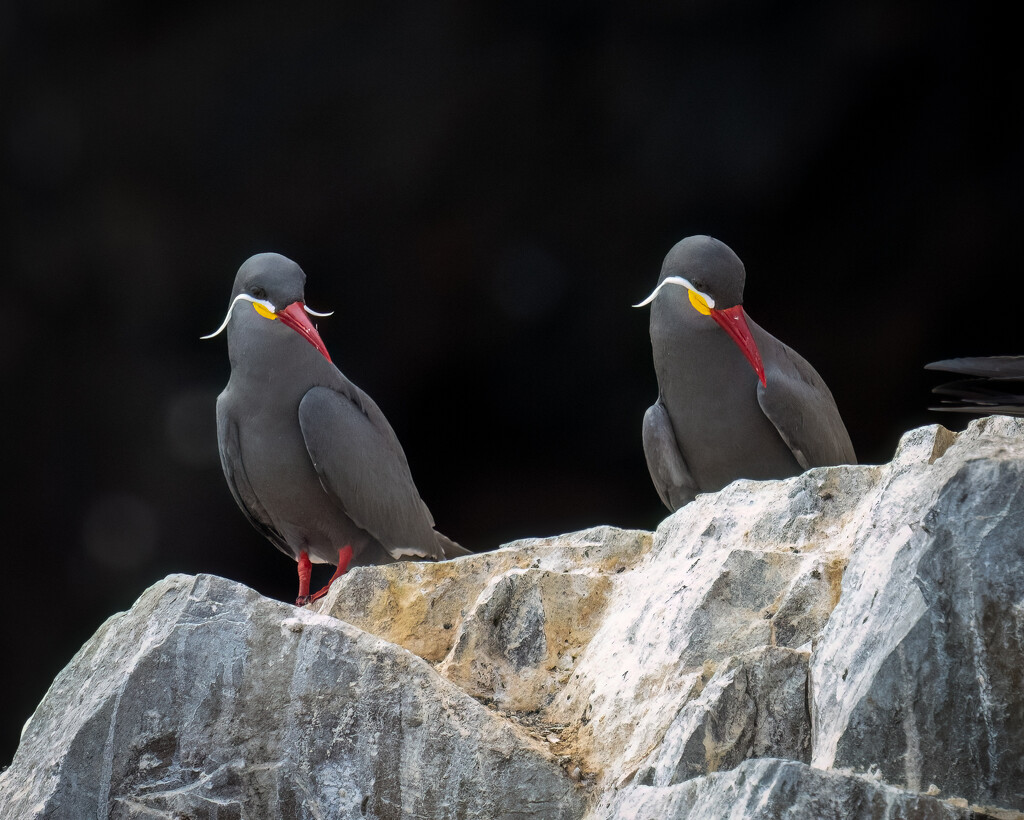 Inca Tern by nicoleweg