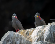 9th Aug 2024 - Inca Tern