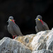 Inca Tern