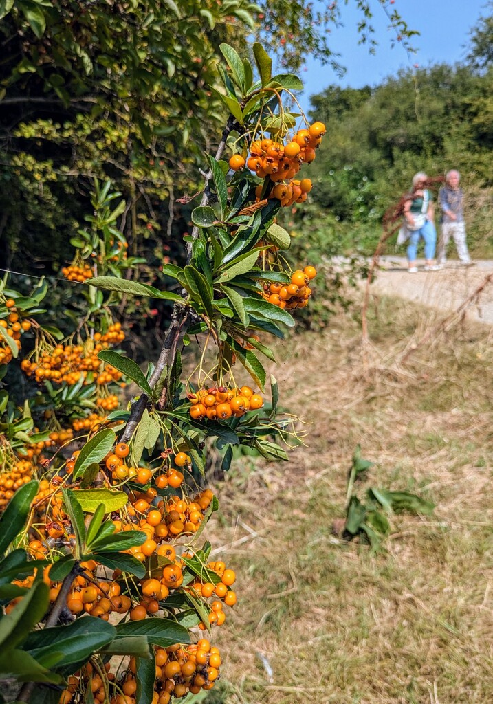 Orange berries by boxplayer