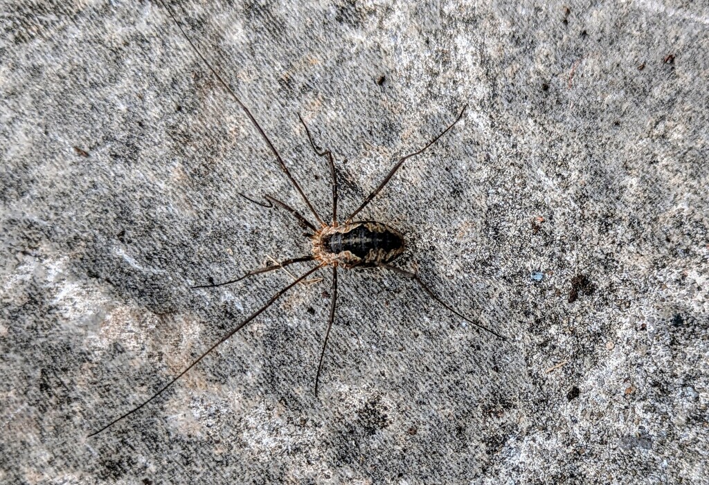 Harvestman by boxplayer