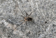 18th Aug 2024 - Harvestman