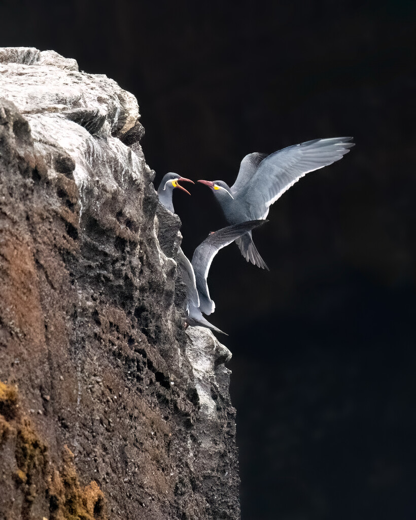 Inca Terns  by nicoleweg