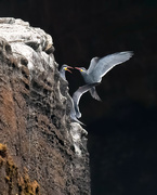 11th Aug 2024 - Inca Terns 