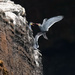 Inca Terns 