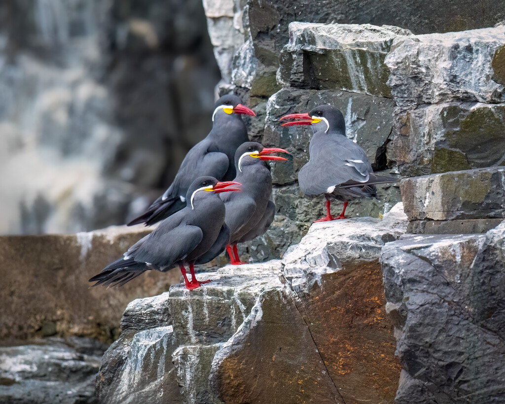 Inca Terns  by nicoleweg