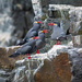 Inca Terns 