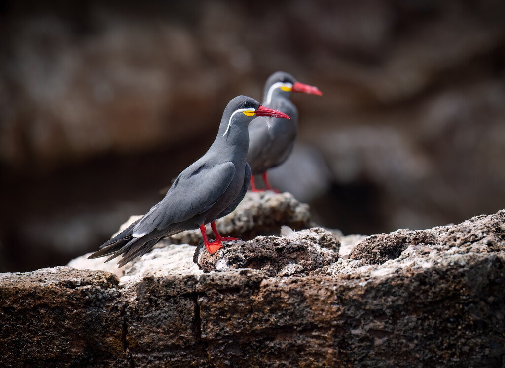 Inca Terns  by nicoleweg