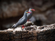 13th Aug 2024 - Inca Terns 