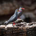 Inca Terns  by nicoleweg