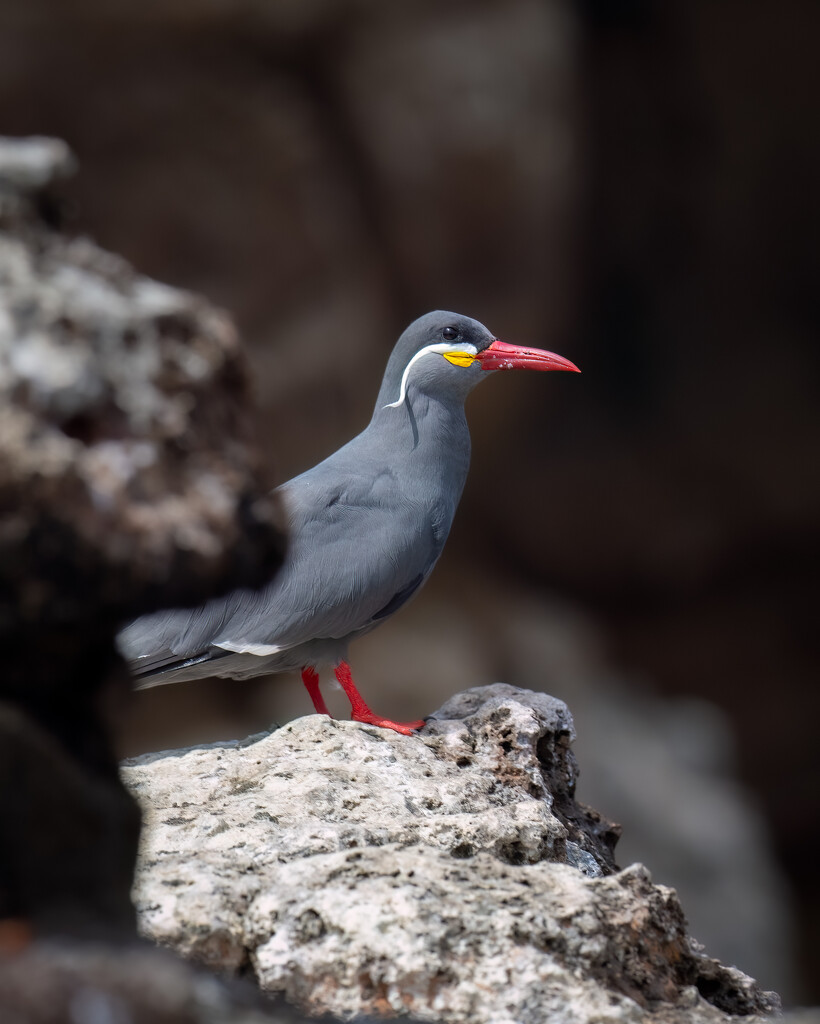 Inca Terns  by nicoleweg