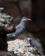 14th Aug 2024 - Inca Terns 