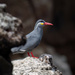 Inca Terns 