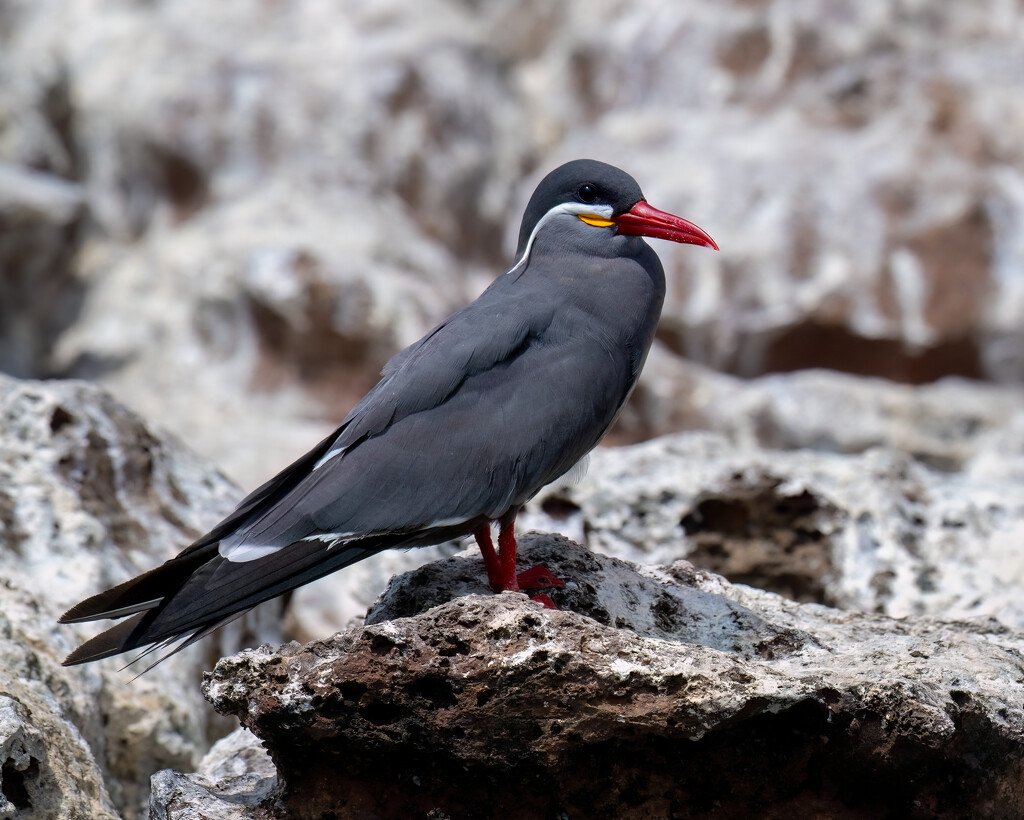 Inca Terns by nicoleweg