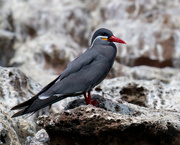 15th Aug 2024 - Inca Terns