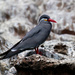 Inca Terns