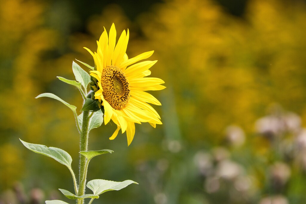 Sunflower by okvalle