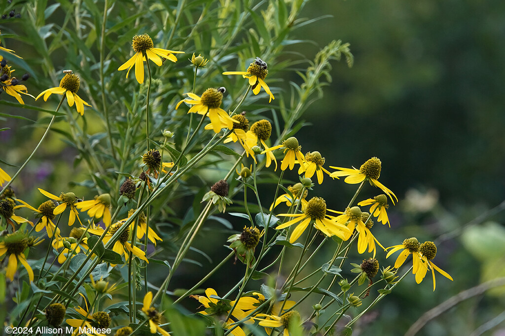 Pollinator Magnet by falcon11