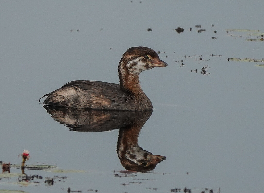 Pied-billed Grebe by radiogirl