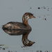 Pied-billed Grebe by radiogirl