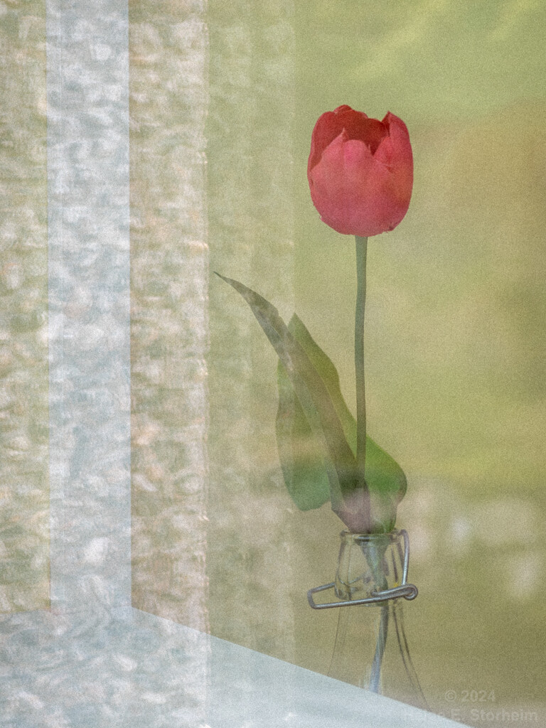 Different flower, same window by helstor365