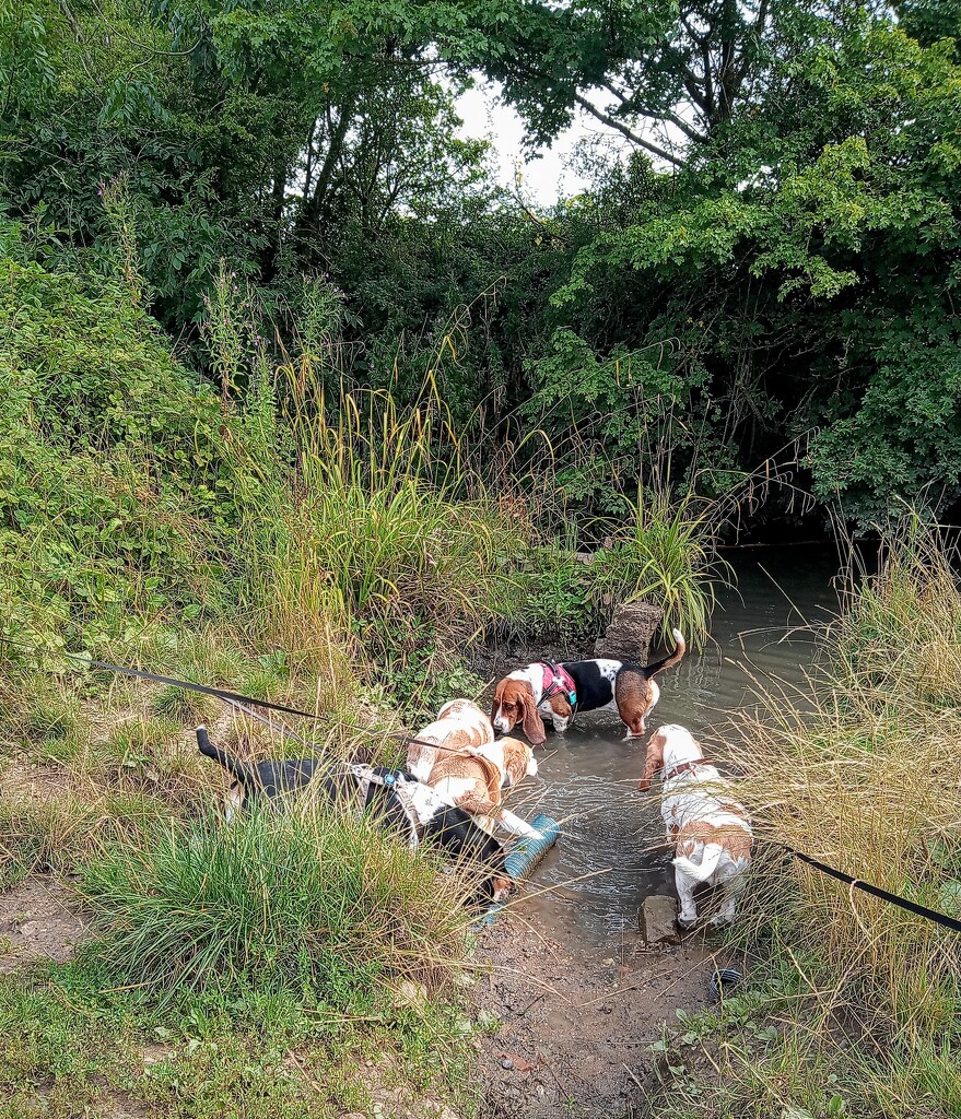 Basset watering hole  by 365projectorgjoworboys