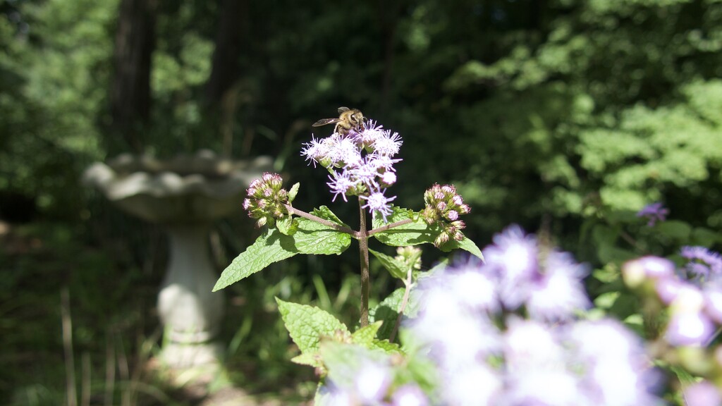 Bee and Blue Mist Flower by pej76