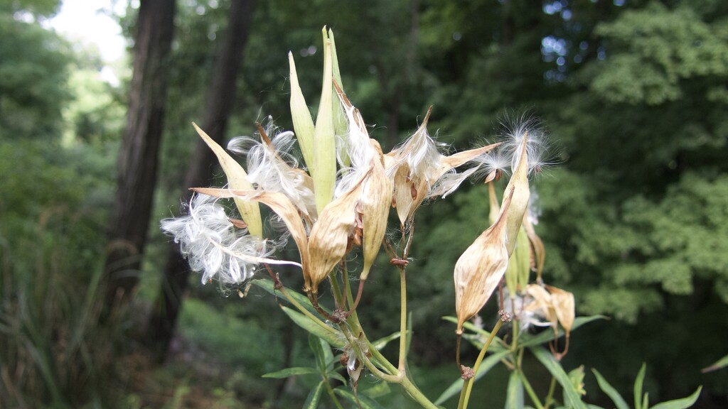 Milkweed by pej76