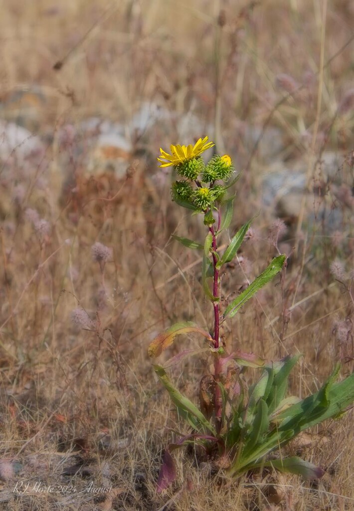 Flower in the Grass by horter