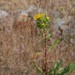 Flower in the Grass by horter