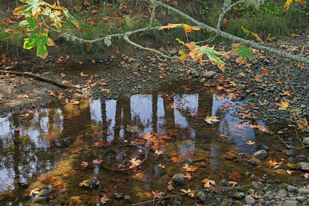 Reflection in the Creek 1 by horter