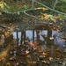 Reflection in the Creek 1 by horter