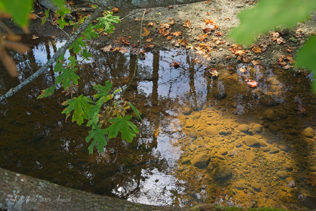 Reflection in the Creek 2 by horter