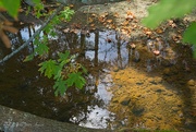 18th Aug 2024 - Reflection in the Creek 2