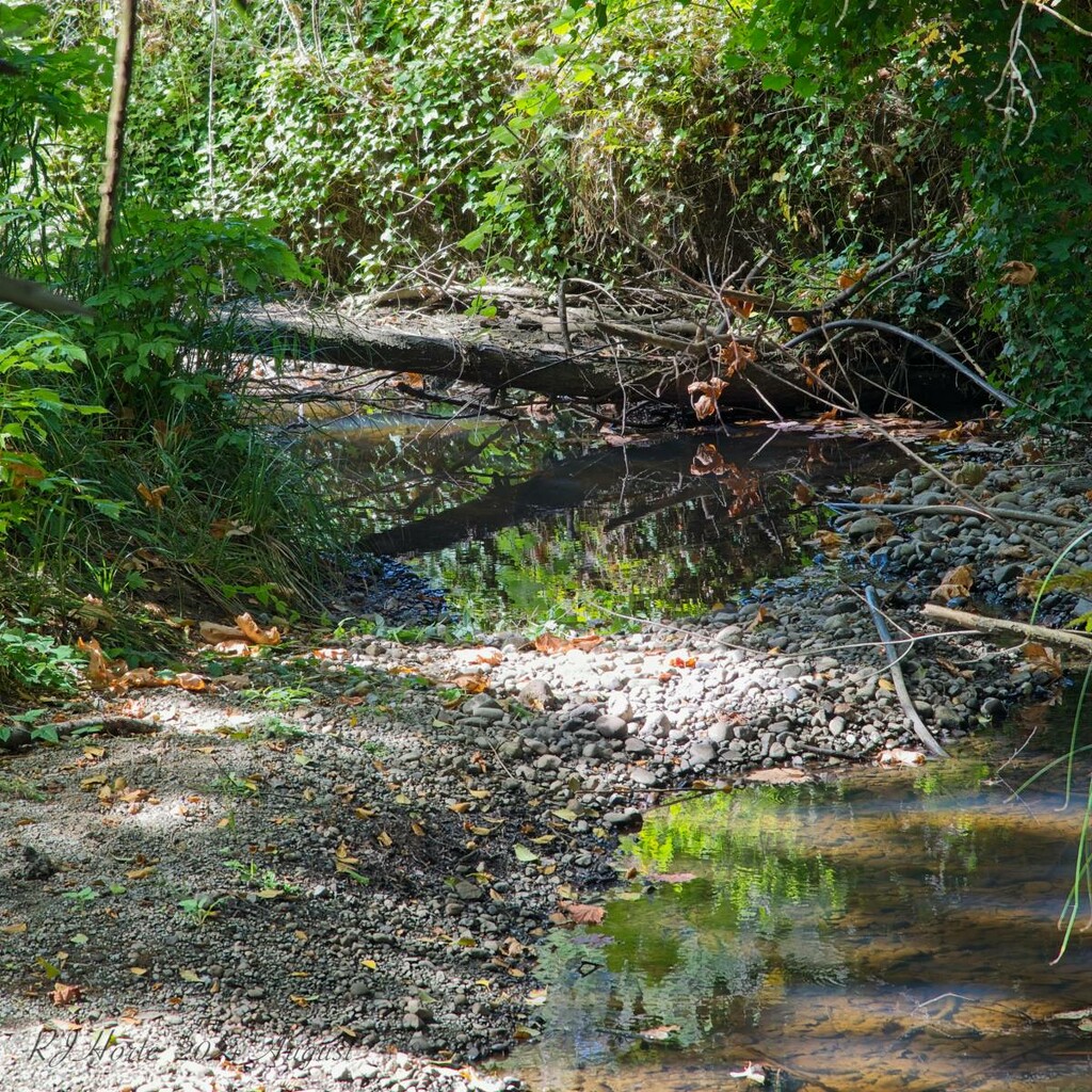 Reflection in the Creek by horter