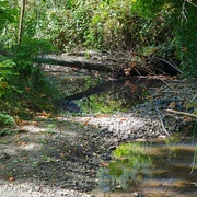 12th Aug 2024 - Reflection in the Creek