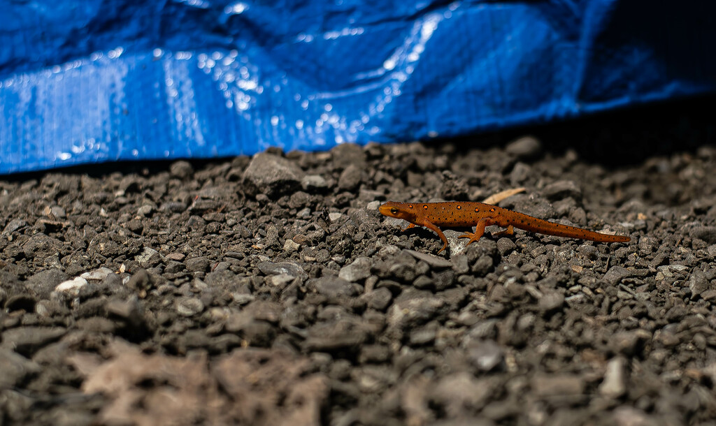 Eastern red-spotted newt by darchibald