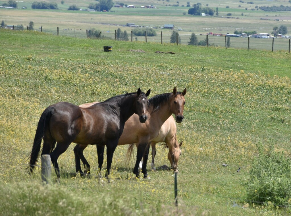 Just Three Pretty Horses  by bjywamer