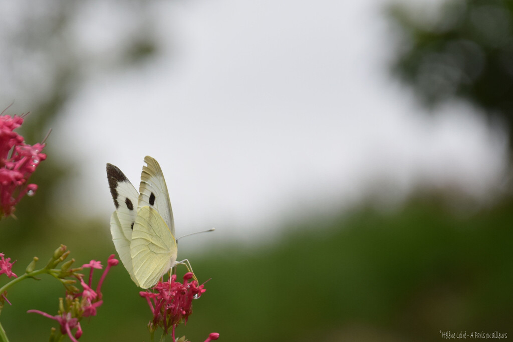 butterfly, alternative view by parisouailleurs