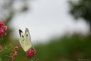 17th Aug 2024 - butterfly, alternative view