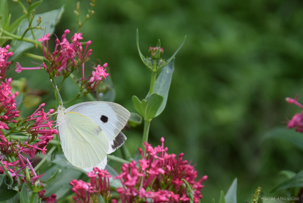 butterfly  by parisouailleurs