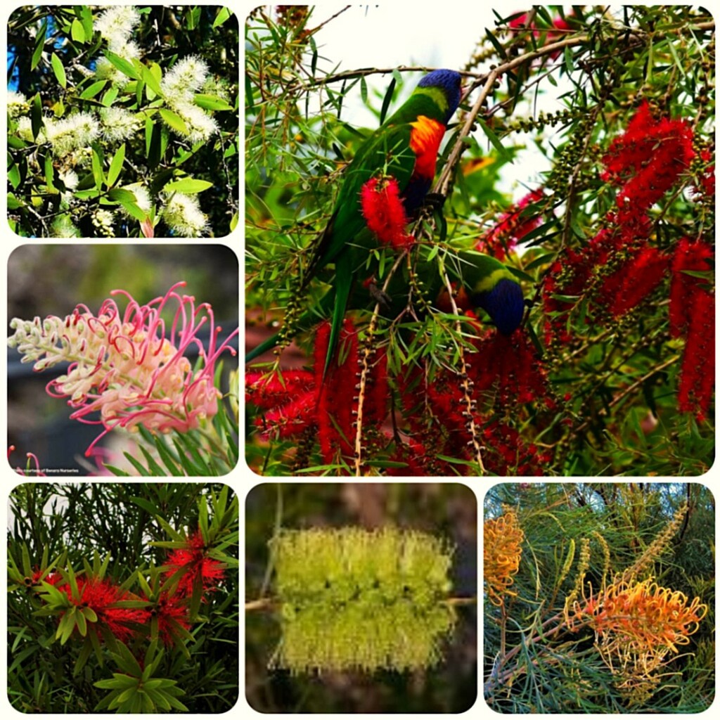 Grevillea & Bottle Brush Flowers ~  by happysnaps