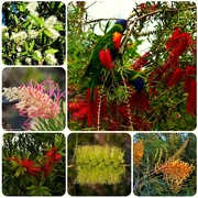 19th Aug 2024 - Grevillea & Bottle Brush Flowers ~ 