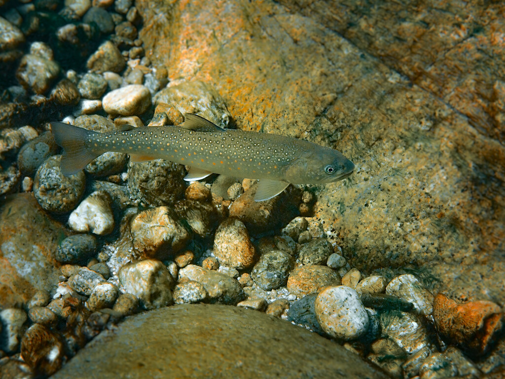 Bull Trout by teriyakih