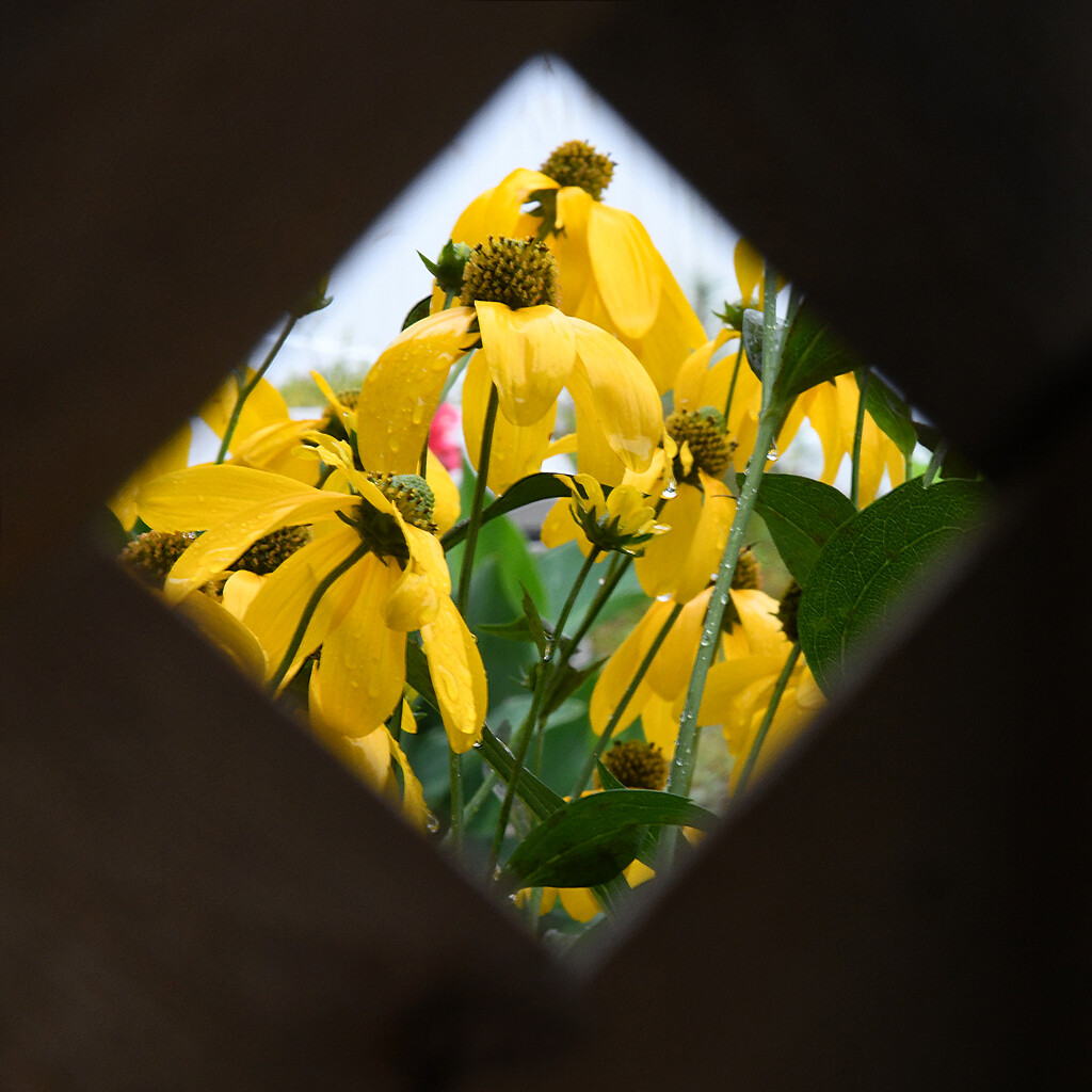 Looking Through The Lattice Fence by paintdipper