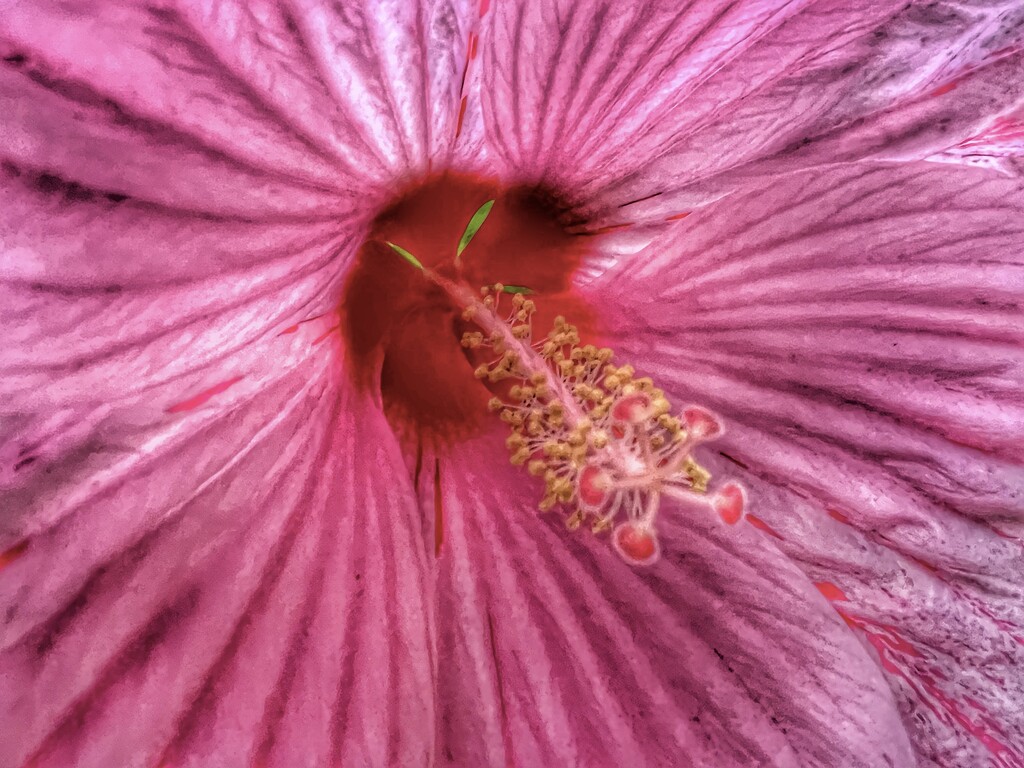 hibiscus center… by amyk